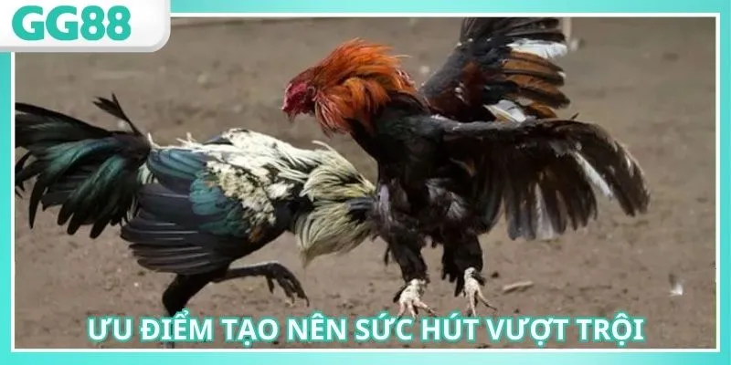 Đá Gà GG88: Tận Hưởng Sảnh Chọi Kê Chất Lượng Nhất 2025 2 Ưu đãi của sảnh hấp dẫn nâng cao vốn chơi hiệu quả